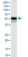 Anti-TNFRSF11B Rabbit Polyclonal Antibody