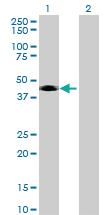 Anti-CD209 Mouse Polyclonal Antibody