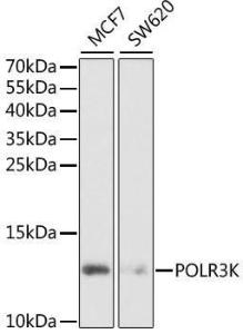 Western blot analysis of extracts of various cell lines, using Anti-POLR3K Antibody (A6467) at 1:1,000 dilution