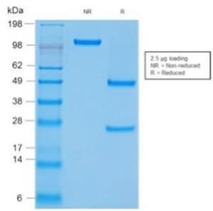 Anti-CD45 Mouse Recombinant Antibody [clone: rPTPRC/1460]