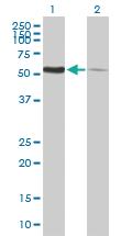 Anti-PDIA3 Mouse Polyclonal Antibody