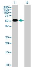 Anti-TNFRSF11B Rabbit Polyclonal Antibody