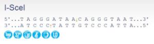 FERMER1771 - ENZYME I-SCEI 250 UNITS