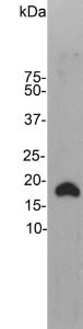 Western blot of rat brain homogenate stained with Anti-Visinin Like Protein 1 Antibody. Note the strong clean band running at 18 kDa