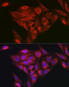 Immunofluorescence analysis of U2OS cells using Anti-NDUFB8 Antibody (A305426) at a dilution of 1:100 (40X lens). DAPI was used to stain the cell nuclei (blue)