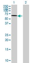 Anti-SCARB2 Mouse Polyclonal Antibody