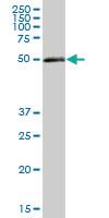 Anti-PDIA3 Mouse Polyclonal Antibody