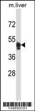 Anti-NIM1K Rabbit Polyclonal Antibody (HRP (Horseradish Peroxidase))