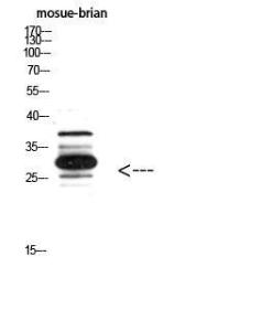 Western blot analysis of mosue brian using Anti-IGFBP3 Antibody