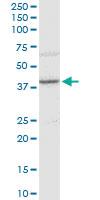 Anti-OPRK1 Mouse Polyclonal Antibody