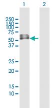 Anti-INTU Mouse Polyclonal Antibody