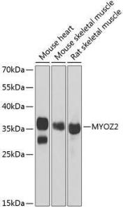 Antibody anti-MYOZ2 100 µl