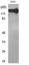 Anti-NCAM Rabbit Polyclonal Antibody