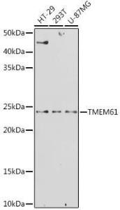 Anti-TMEM61 Rabbit Polyclonal Antibody