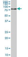 Anti-SCARB2 Mouse Polyclonal Antibody