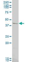 Anti-OPRK1 Mouse Polyclonal Antibody