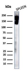 Anti-CD45 Mouse Recombinant Antibody [clone: rPTPRC/1460]