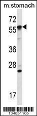 Anti-OXSR1 Rabbit Polyclonal Antibody (AP (Alkaline Phosphatase))