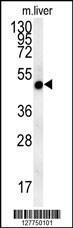 Anti-NIPA4 Rabbit Polyclonal Antibody (Biotin)