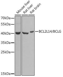 Western blot analysis of extracts of various cell lines, using Anti-Bcl G/BCL2L14 Antibody (A9886) at 1:1,000 dilution The secondary antibody was Goat Anti-Rabbit IgG H&L Antibody (HRP) at 1:10,000 dilution Lysates/proteins were present at 25 µg per lane