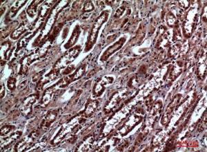 Immunohistochemical analysis of paraffin-embedded human kidney using Anti-IGFBP3 Antibody