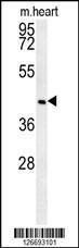 Anti-NIPAL2 Rabbit Polyclonal Antibody (HRP (Horseradish Peroxidase))