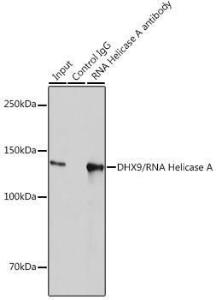 Immunoprecipitation analysis of 300 µg extracts of HeLa cells using 3 µg of Anti-RNA Helicase A Antibody [ARC1033] (A306342). This Western blot was performed on the immunoprecipitate using Anti-RNA Helicase A Antibody [ARC1033] (A306342) at a dilution of 1:2000