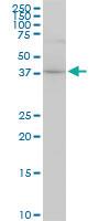 Anti-CYTH2 Mouse Monoclonal Antibody [clone: 5E11]