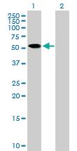 Anti-ZNF410 Mouse Polyclonal Antibody