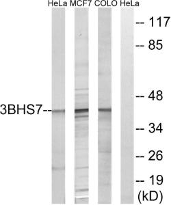 Western blot analysis of lysates from HeLa, MCF-7, and COLO cells using Anti-HSD3B7 Antibody. The right hand lane represents a negative control, where the antibody is blocked by the immunising peptide.