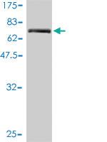 Anti-ANO10 Mouse Monoclonal Antibody [clone: 2B12-1A11]