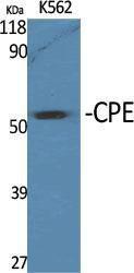 Western blot analysis of various cells using Anti-CPE Antibody