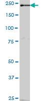 Anti-INTU Mouse Polyclonal Antibody