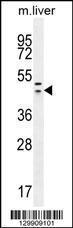 Anti-HEXIM1 Rabbit Polyclonal Antibody (Biotin)