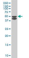 Anti-GSK3B Mouse Polyclonal Antibody