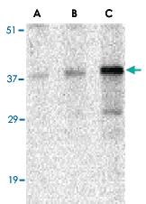 Anti-CCNO Rabbit Polyclonal Antibody