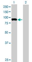 Anti-FBXO40 Mouse Polyclonal Antibody