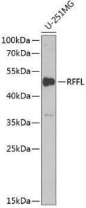 Anti-Rffl antibody