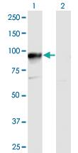 Anti-HOOK3 Mouse Polyclonal Antibody