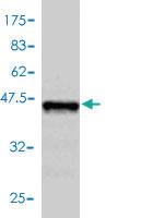 Anti-APLN Mouse Polyclonal Antibody