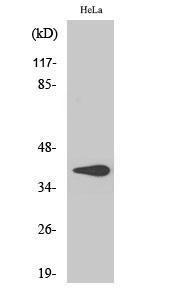 Western blot analysis of COLO205 cells using Anti-HSD3B7 Antibody