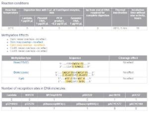 FERMFD0524 - ENZYME FD KPNI 300µL (300RXN)