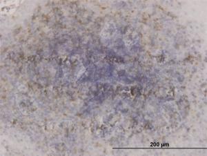 Anti-GSK3B Mouse Monoclonal Antibody [clone: 1H3]