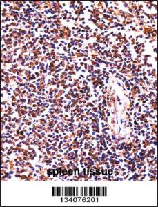 Anti-HCLS1 Rabbit Polyclonal Antibody (PE (Phycoerythrin))