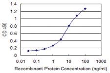 Anti-SLC46A2 Mouse Monoclonal Antibody [clone: 2F7]