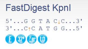 FERMFD0524 - ENZYME FD KPNI 300µL (300RXN)