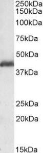 Antibody anti-PAFAH1B1 100 µg