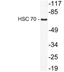 Western blot analysis of lysate from HeLa cells using Anti-HSC 70 Antibody