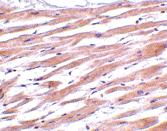 Anti-UNG Rabbit Polyclonal Antibody