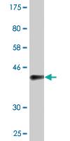 Anti-ZNF239 Mouse Monoclonal Antibody [clone: 2D9]